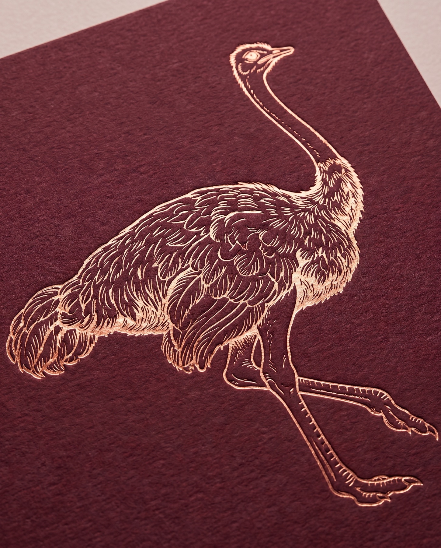 Creative territories — symbolic ostrich study by Highlight London