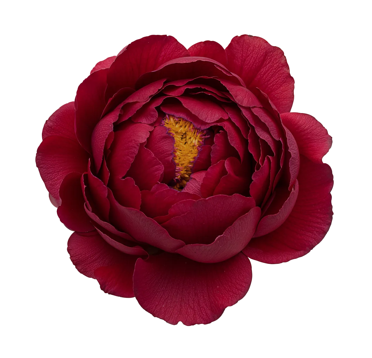 Fuchsia Indian peony, Priyanka Chopra Birthday collection by Highlight London